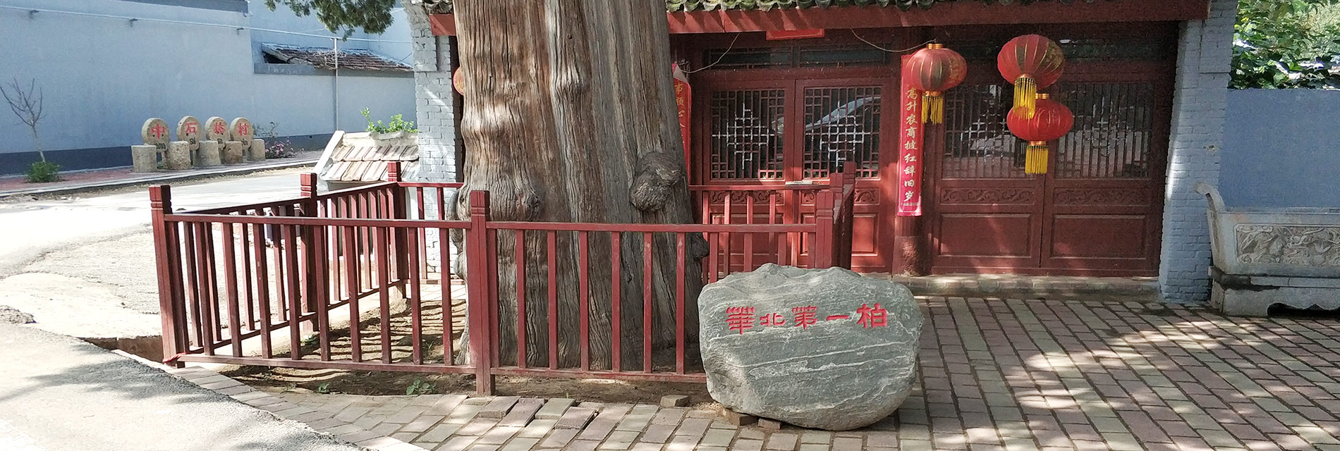 первый кипарис в Северном Китае