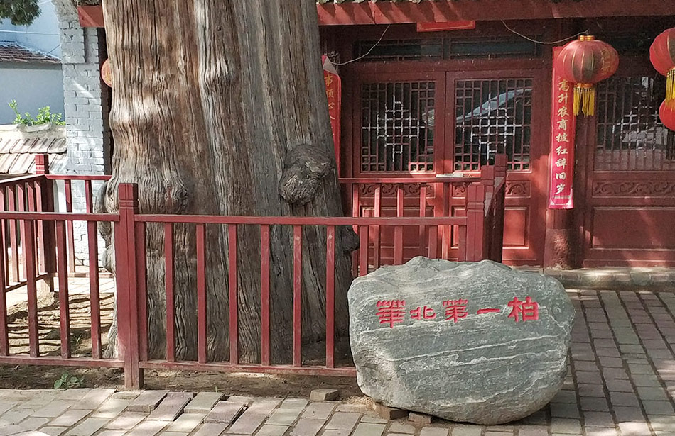 первый кипарис в Северном Китае